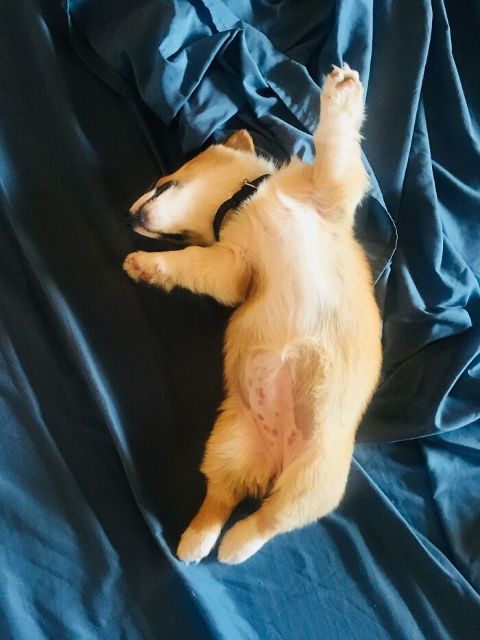 The Sleepy Corgi.