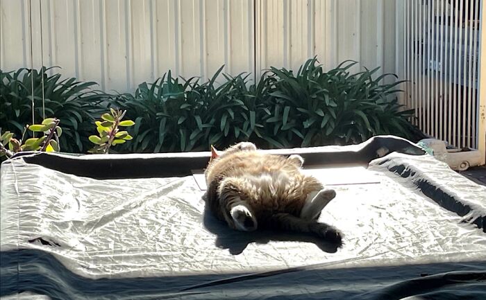 Sunbathing On The Pool Table …saturday Morning At Its Best!