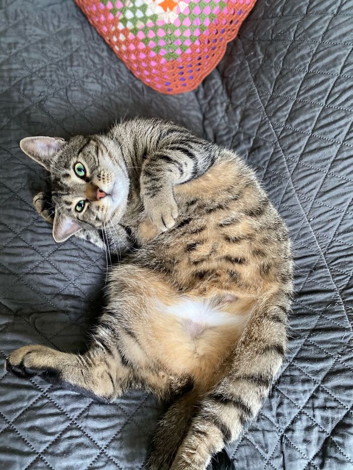 My Rescuecat Don Vito. It Took Ages To Socialize Him. He’s So Happy It Makes Me Smile Daily!