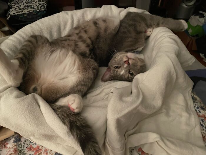 Not A Dog Bed Anymore.