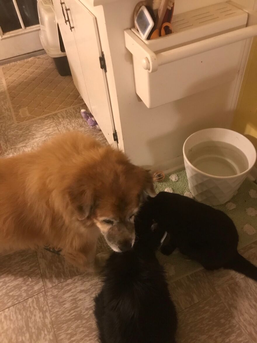 Shelby Is Waiting Patiently For The Kitties To Finish Checking Out Her Dinner.