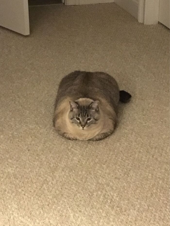 Loaf
