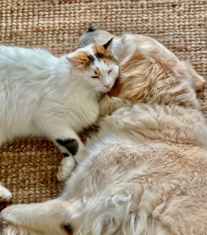 Zizi Sleeping On Vito