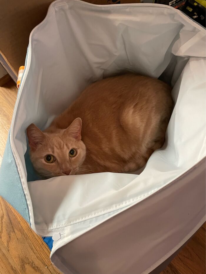 Cozy In Mommy’s Aldi Bag