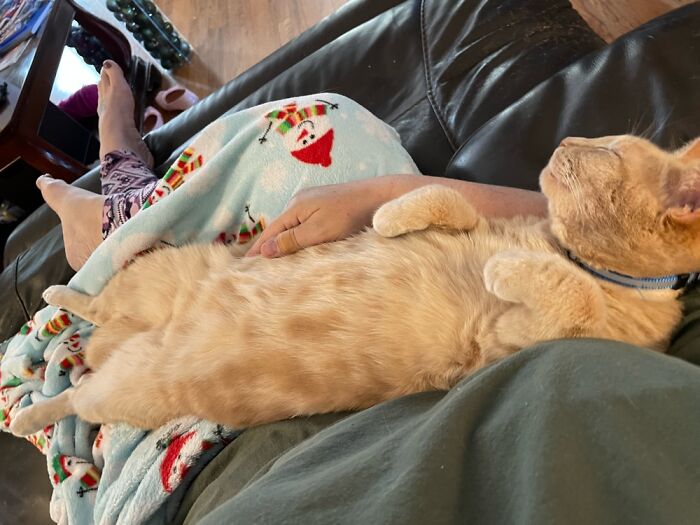 Taking Lap Cat To A New Level