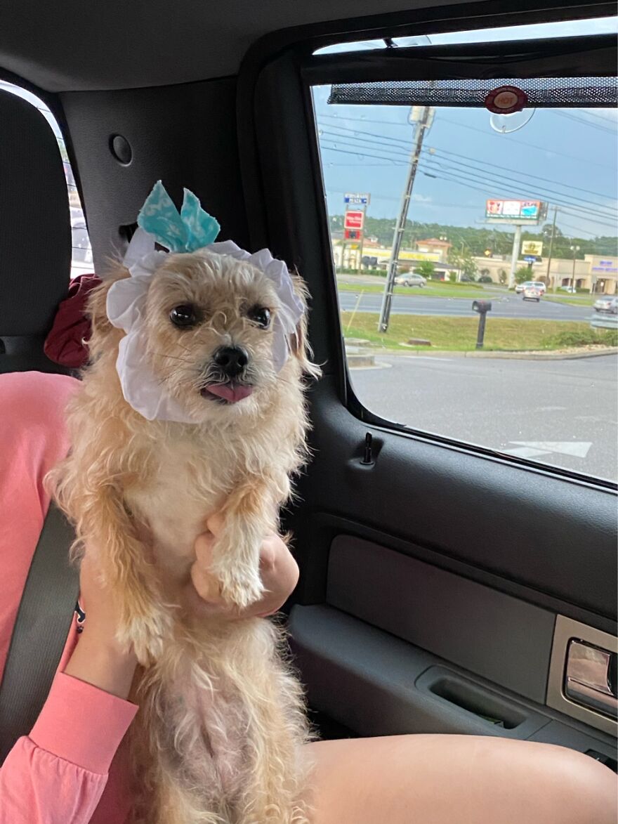 This Is What Happens When You Can’t Stop Barking At Strangers On Road Trips. Scrunchie Muzzle.