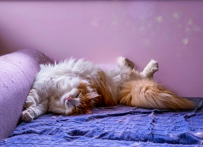 His Favorite Spot For Daytime Nap