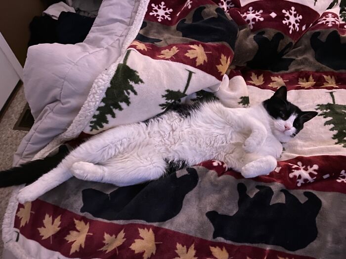 Alabama Likes To Sleep On Her Back, Pretending To Be A White Kitty.