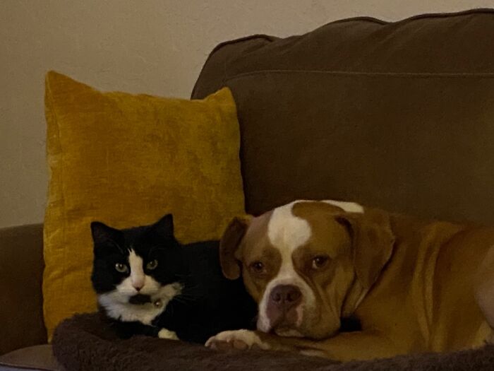Lynyrd And Mooch Just Chilling.