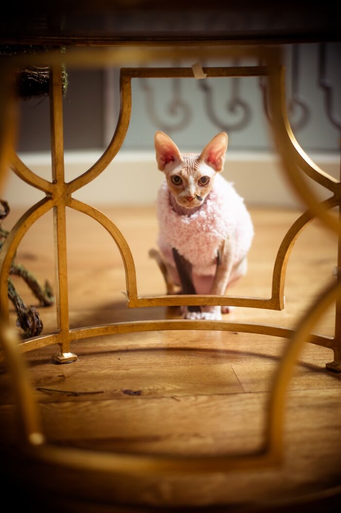 Watch Out When This Cat Gets Opposable Thumbs