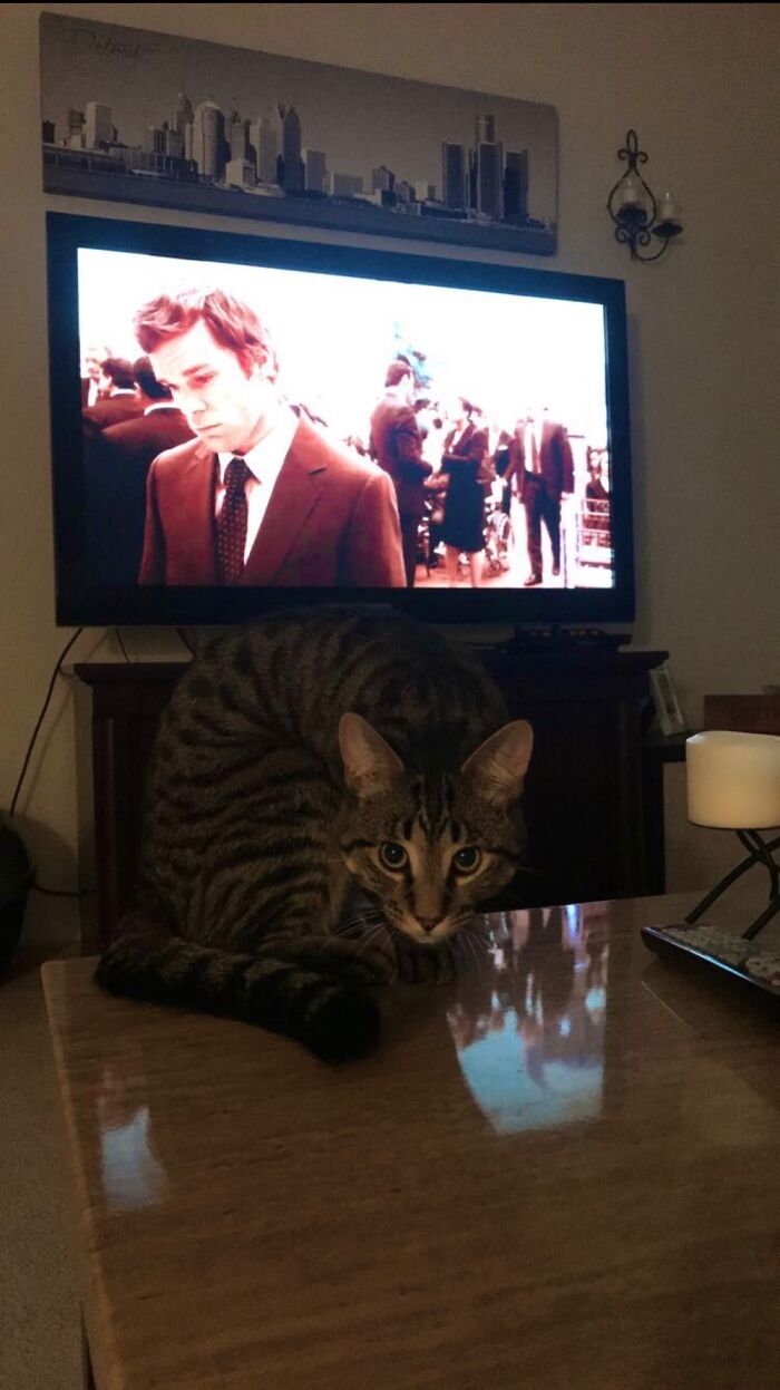 Don’t Let Your Pets Watch Too Much Dexter. They’ll Creep You Out….seriously.