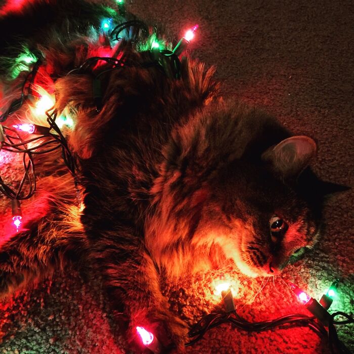 Catnip Holidaze