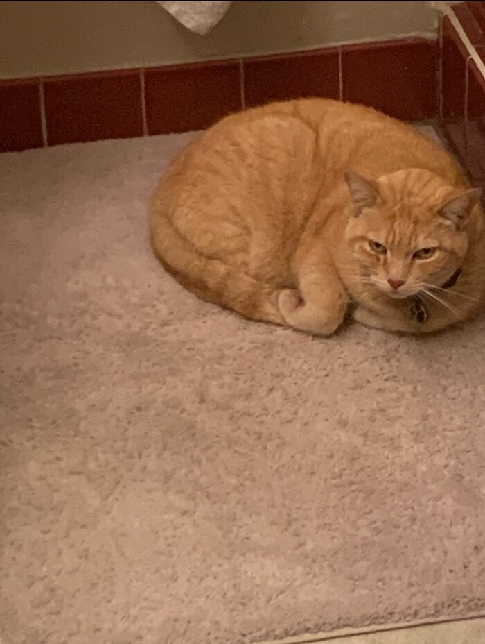 Looks Like He’s About The Attack