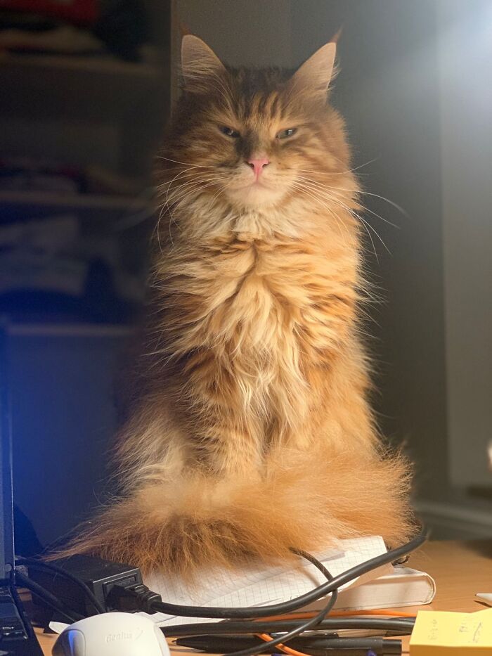 Tremble In My Presence, Mortal!