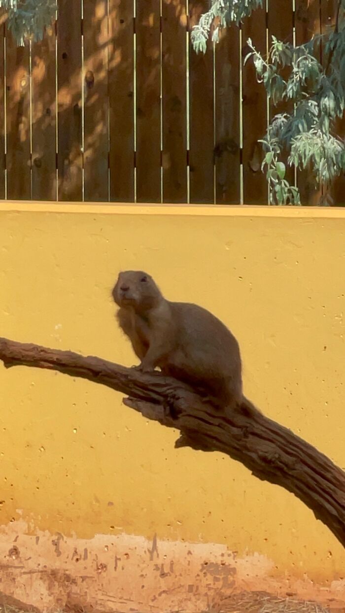 This Elegant Boi (Prairie Dog)