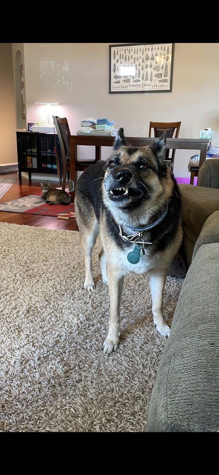 Right Before A Sneeze!