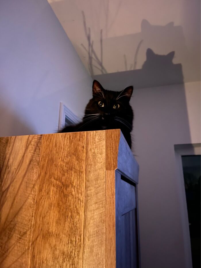 This Is Actually His Resting Cat Face