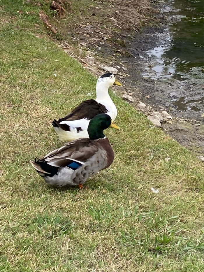 The Mallard Just Recently Died Leaving Felicity, The White, Alone. Poor Girl!