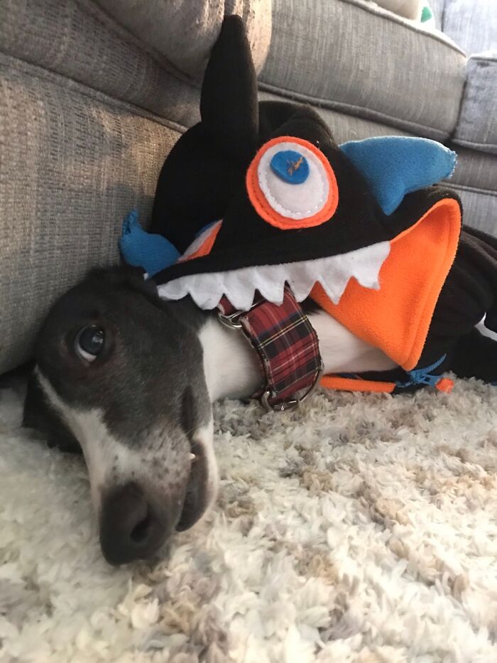 We Put Him In A Jacket. He Hated It