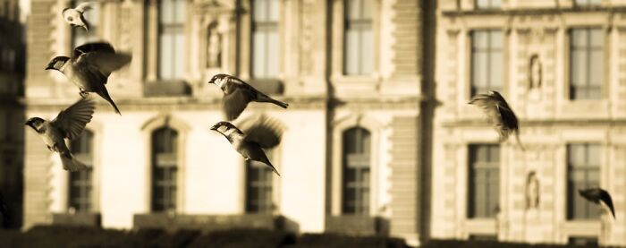 Paris Birds