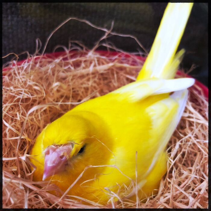 My Uncle Died No One Wanted Him. We Adopted Him And After Finding Eggs We Realized It’s A Gal!