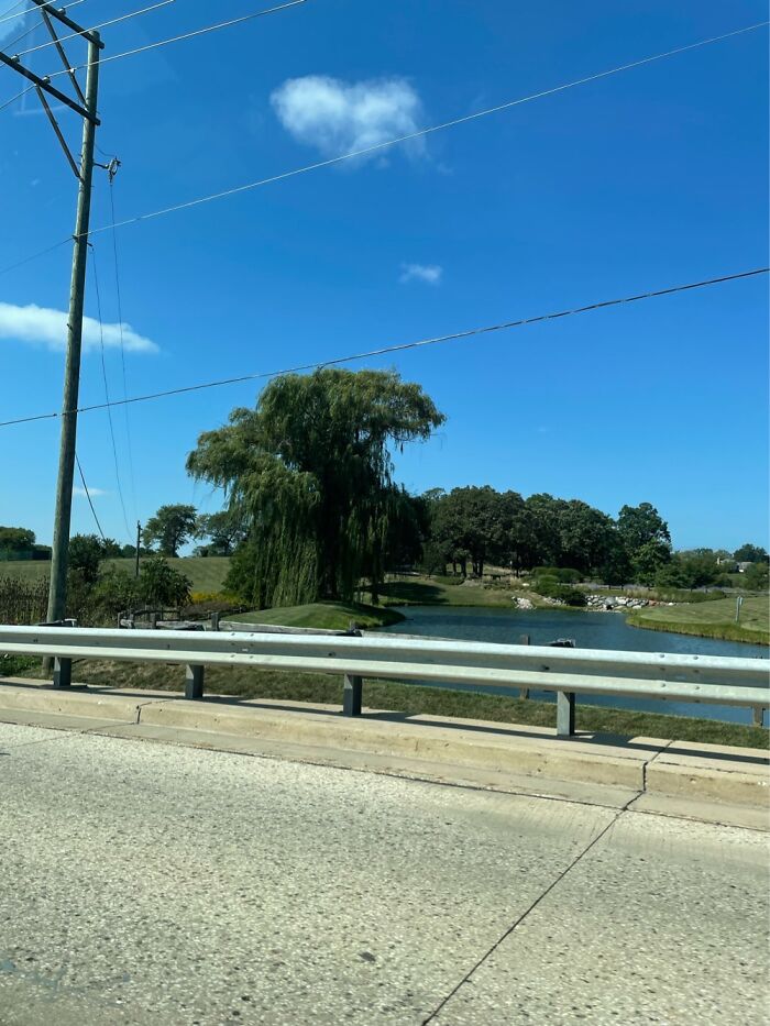 Some Lake Near Willow Tree