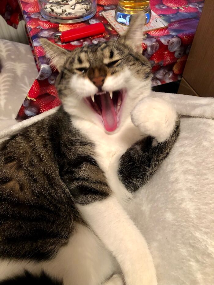 Nah, I’ll Just Bite Ya… 😸