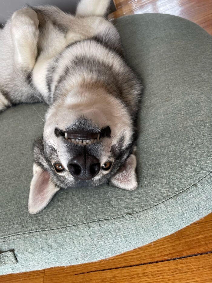 Nue’s Daemon Face, She Loves Sleeping On Her Back