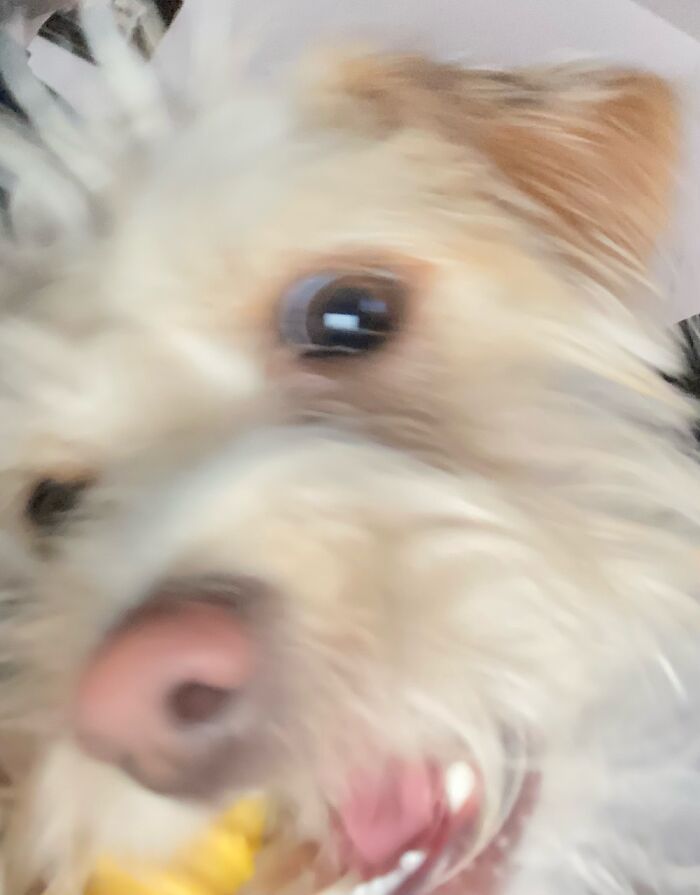 Here's One Of My Dog, Hawk Looking Slightly Deranged