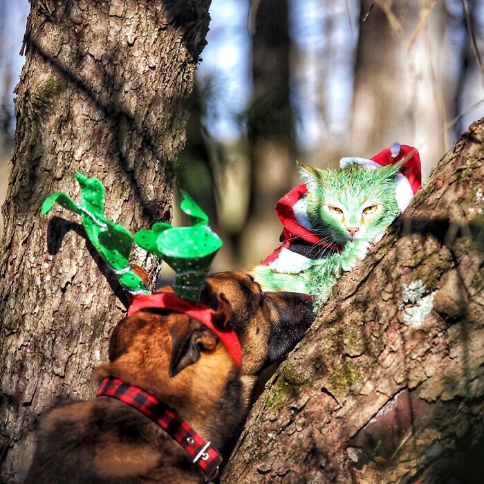 Grinchy Catmas