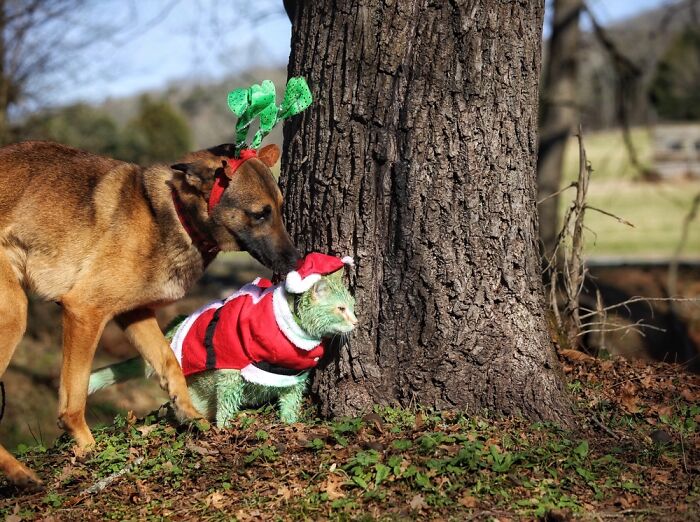 Grinchy Catmas