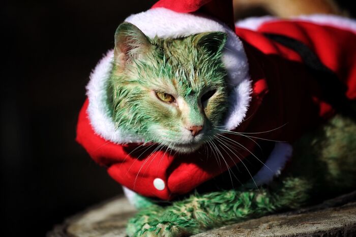 Grinchy Catmas