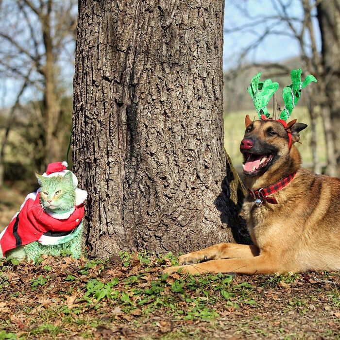 Grinchy Catmas