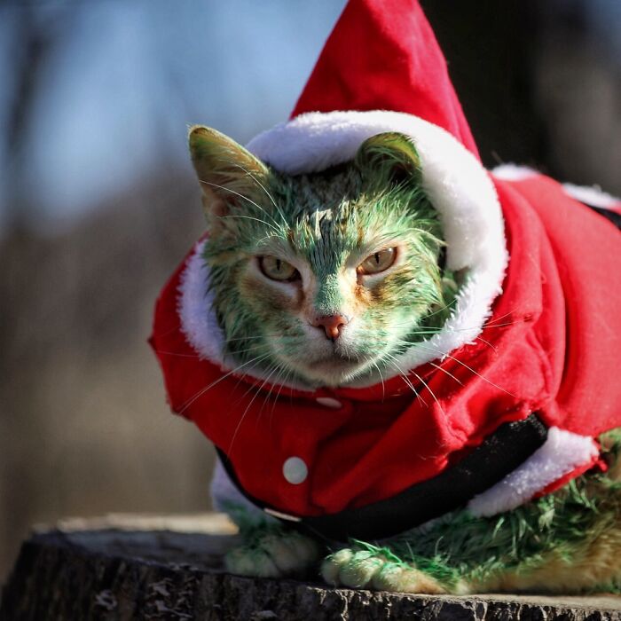 Grinchy Catmas