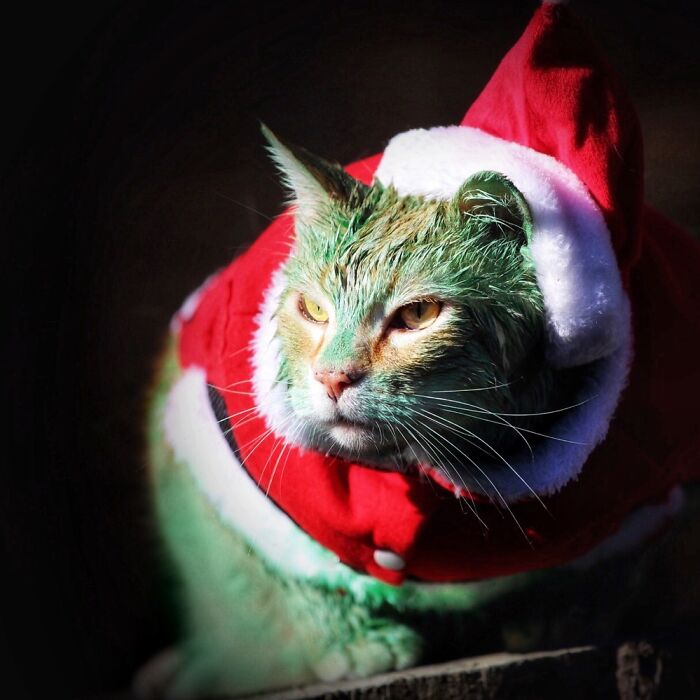 Grinchy Catmas