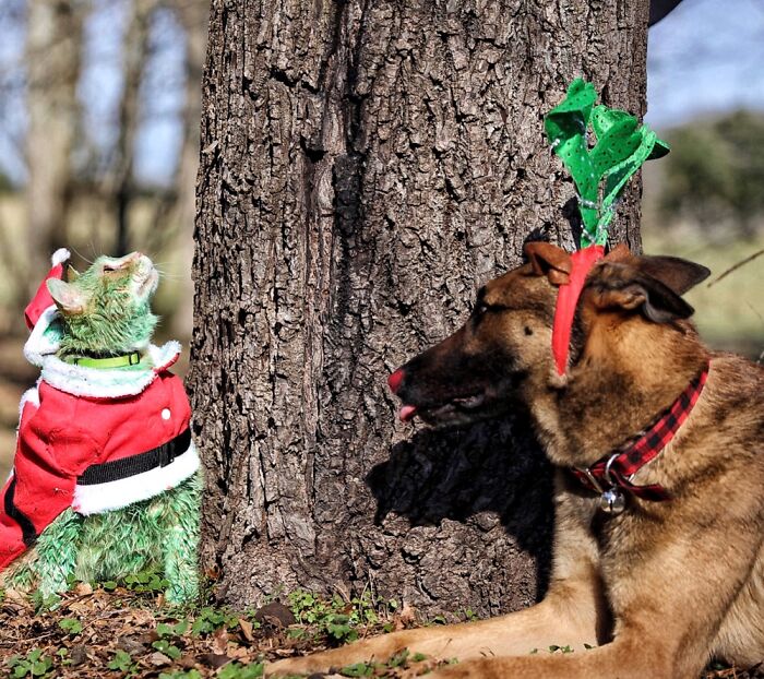 Grinchy Catmas