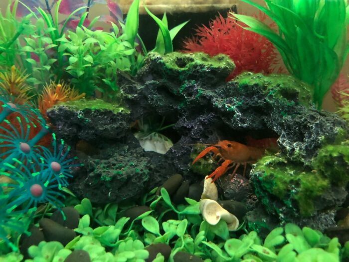 Where Did The Fish Go? He’s In Charge