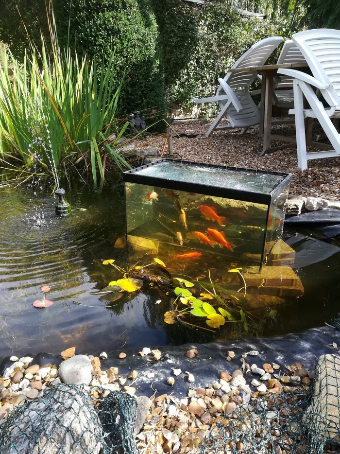 Here Are My Fish Enjoying Their Window On The World