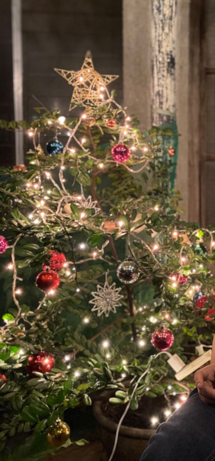 Didn’t Have A Tree This Year So We Decided On Decorating Our Plant Instead