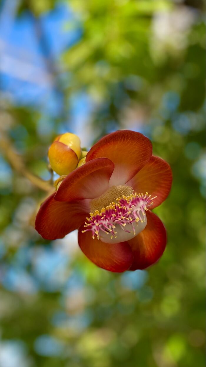I Took Some Photos Of Flowers At Moody Gardens In Galveston