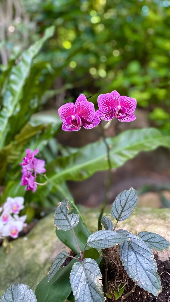 I Took Some Photos Of Flowers At Moody Gardens In Galveston