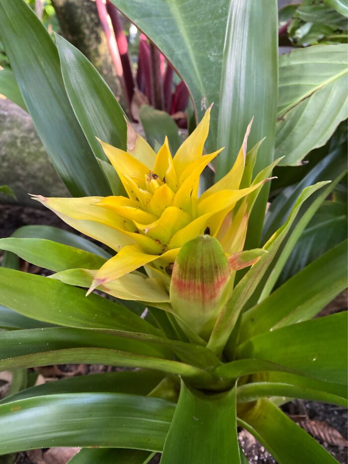 I Took Some Photos Of Flowers At Moody Gardens In Galveston