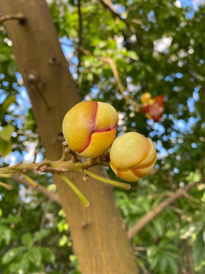 I Took Some Photos Of Flowers At Moody Gardens In Galveston