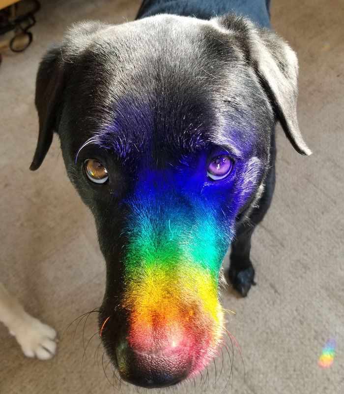 Bought A Window Prism, Immediately Discovered Treasure At The End Of The Rainbow