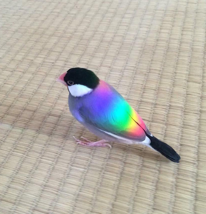 Rainbow Bird