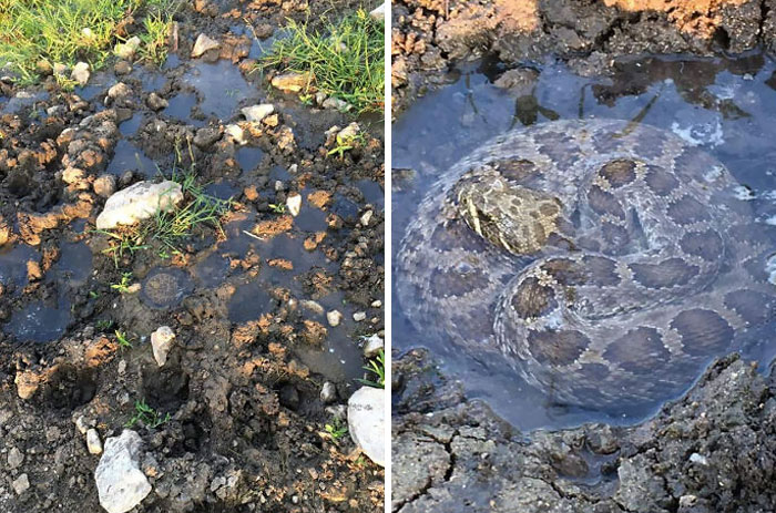 This Rattlesnake Was Found Bathing In The Puddle Created From A Cow Hoofprint