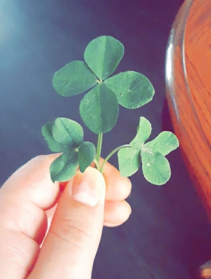My 4-Year-Old Found Three 4-Leaf Clovers
