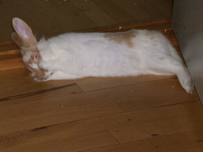 Our First Bunny Relaxing