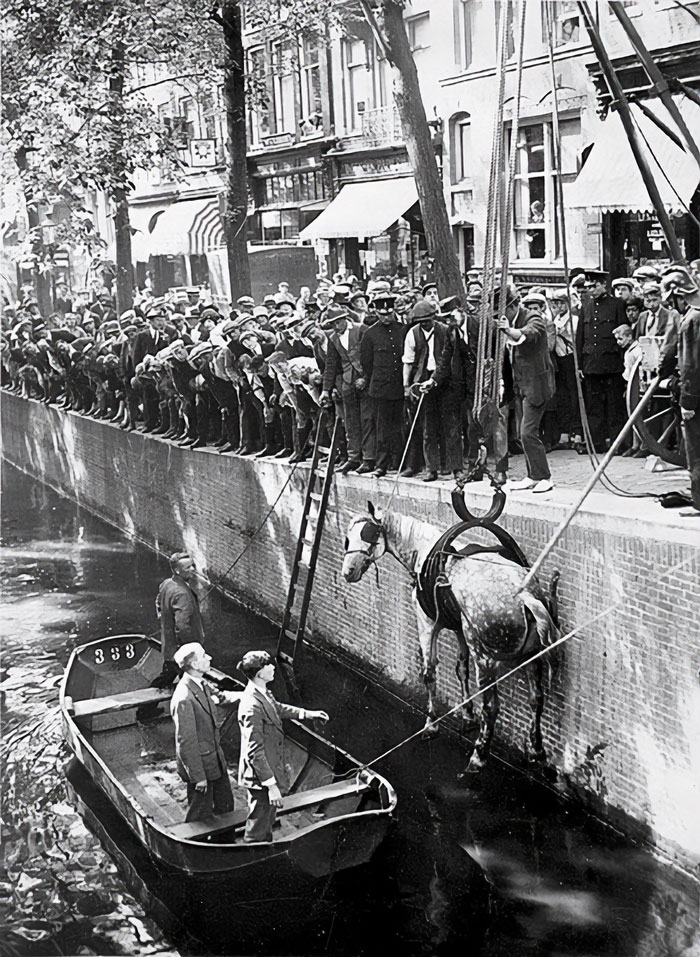 Rescate de un caballo que se cayó en el canal. Amsterdam, 1929