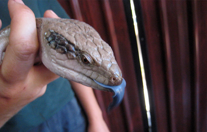 "Am I Wrong For Not Attending My Daughter's Gender Reveal For Her Lizard?"